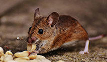 24 Hour & Emergency Exterminators in Tinker AFB, OK